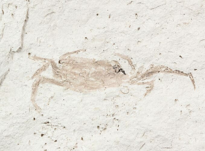 Fossil Pea Crab (Pinnixa) From California - Miocene #57507